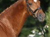 dressage horse Release (Württemberger, 2004, from Royaldik)