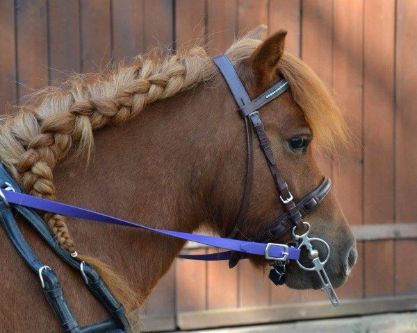 Pferd Jamez Bond (Kleines Deutsches Pony, 2012)