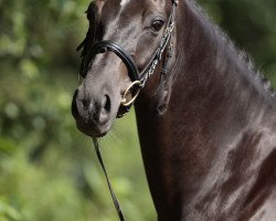 dressage horse Rosandrio (Oldenburg, 2006, from Rubinero 2)