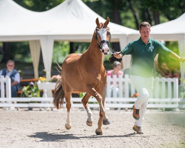 broodmare Mrs. Miller (German Riding Pony, 2018, from FS Mr. Right)