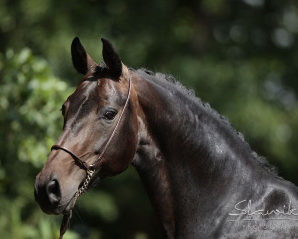 broodmare Donna Cardinale (Oldenburg, 1999, from Donnerhall)