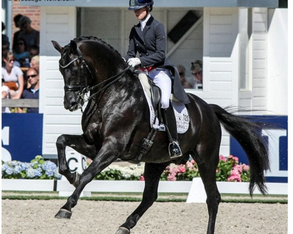 stallion Glamourdale (Royal Warmblood Studbook of the Netherlands (KWPN), 2011, from Lord Leatherdale)