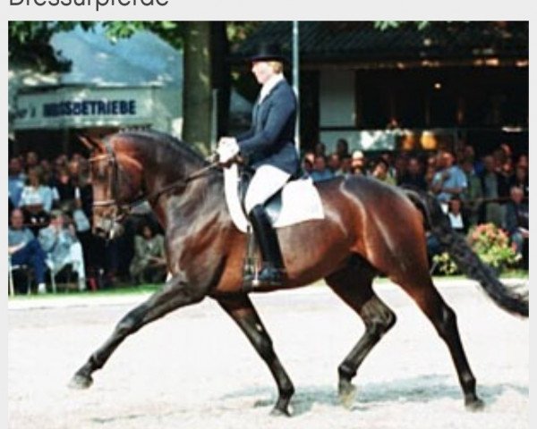 stallion Lord Sinclair I (Bavarian, 1994, from Lanciano)