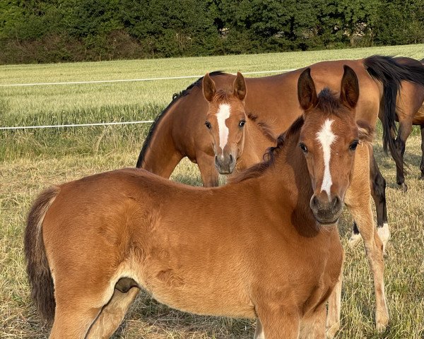 horse HF Metronom (Arabian thoroughbred, 2022, from A Magic Man of Kossack)