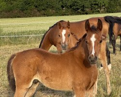 Pferd HF Metronom (Vollblutaraber, 2022, von A Magic Man of Kossack)