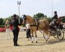 dressage horse Golden dancing Darling B NRW (German Riding Pony, 2015, from Golden West NRW)