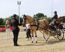 Dressurpferd Golden dancing Darling B NRW (Deutsches Reitpony, 2015, von Golden West NRW)