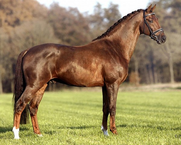 stallion Jazz (KWPN (Royal Dutch Sporthorse), 1991, from Cocktail)