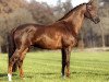 stallion Jazz (Royal Warmblood Studbook of the Netherlands (KWPN), 1991, from Cocktail)