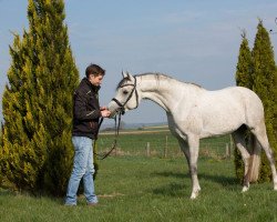 stallion A Magic Man of Kossack (Arabian thoroughbred, 2017, from S.M.A. Magic One ox)