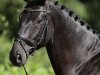 dressage horse Rubynero (Oldenburg, 2005, from Rubin Royal OLD)