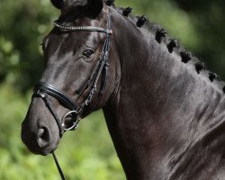 dressage horse Rubynero (Oldenburg, 2005, from Rubin Royal OLD)