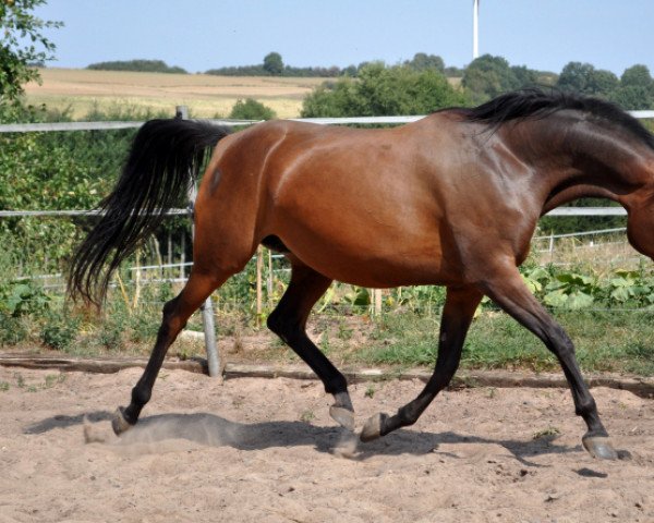 broodmare Matrinka (Arabian thoroughbred,  , from Aranik Kossack ox)