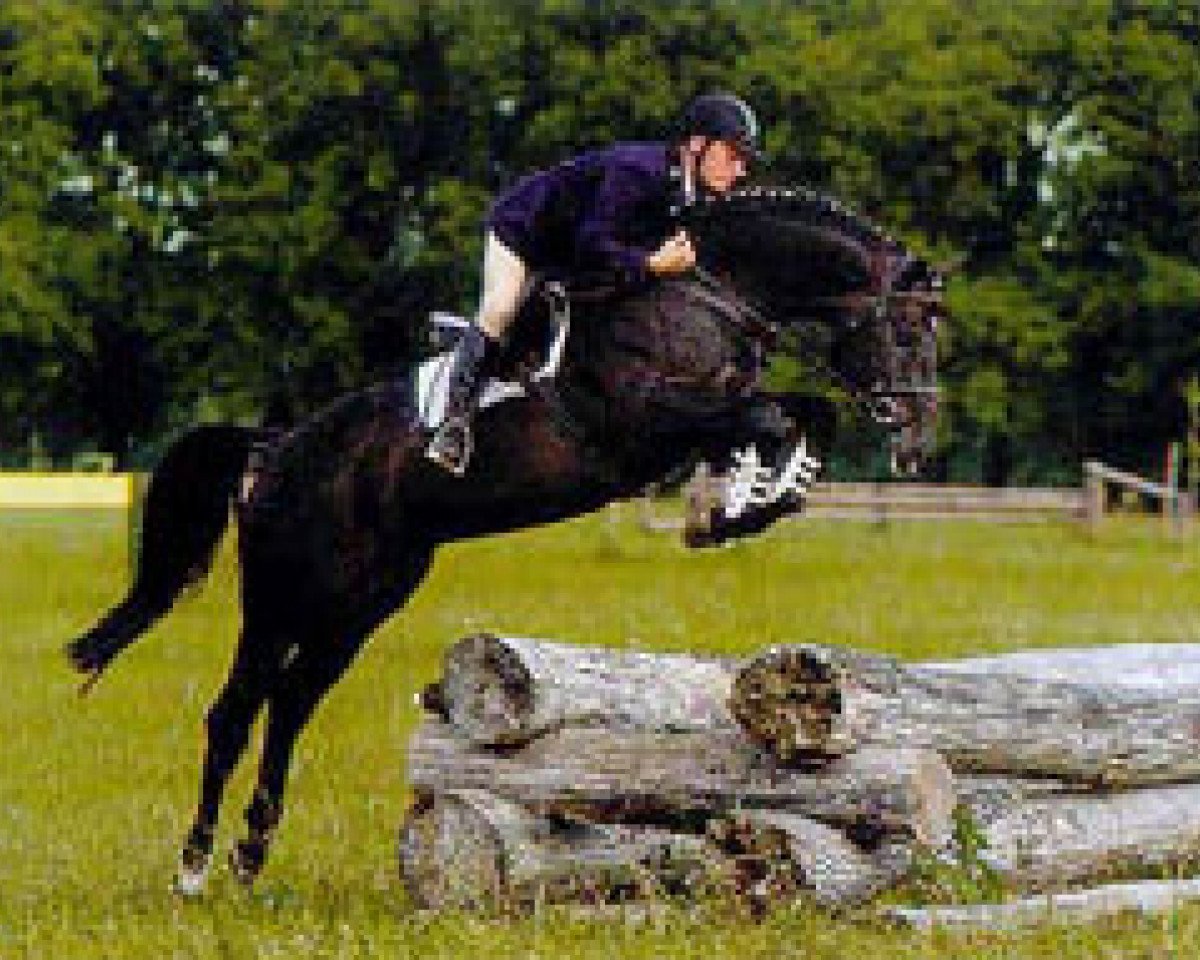 Deckhengst Saccor (Bayer, 1997, von Sandro Boy)