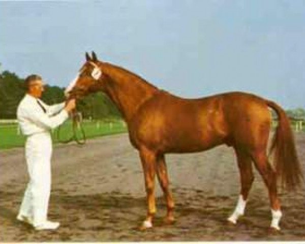 Pferd Uppercut xx (Englisches Vollblut, 1960, von Fighting Don xx)