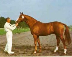 stallion Uppercut xx (Thoroughbred, 1960, from Fighting Don xx)