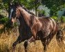 dressage horse Fürst Frederick (German Sport Horse, 2017, from Fürst Wilhelm)