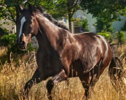 Springpferd Fürst Frederick (Deutsches Sportpferd, 2017, von Fürst Wilhelm)