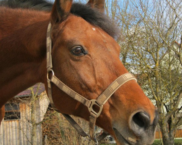 Springpferd Love me tender (Hannoveraner, 1995, von Lemon Park)