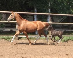 broodmare Die Jane (Hanoverian, 1998, from De Niro)