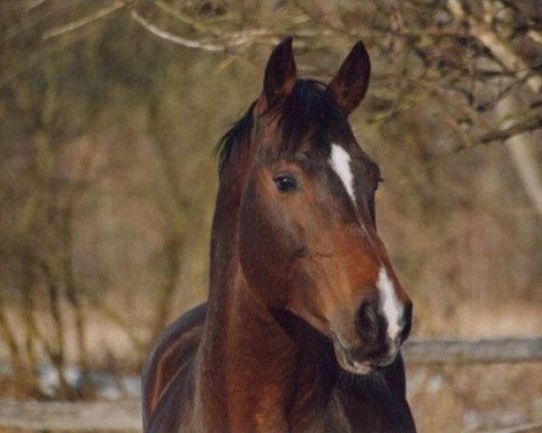 stallion Loutano's Orion (Holsteiner, 1993, from Loutano)