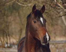 Deckhengst Loutano's Orion (Holsteiner, 1993, von Loutano)