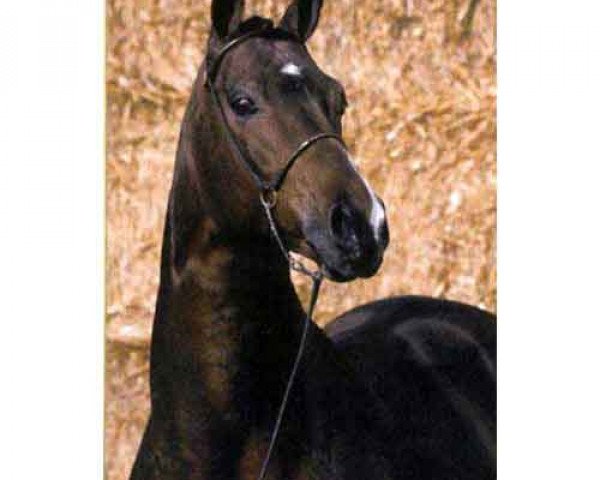 horse Barnaul xx (Thoroughbred, 1985, from Club House xx)