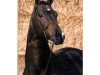 stallion Barnaul xx (Thoroughbred, 1985, from Club House xx)