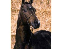 stallion Barnaul xx (Thoroughbred, 1985, from Club House xx)