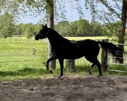 dressage horse Fancy Jane (Oldenburg, 2018, from Feinrich)