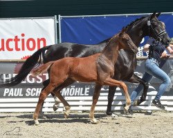 broodmare Funky Jane (Oldenburg, 2017, from Feinrich)