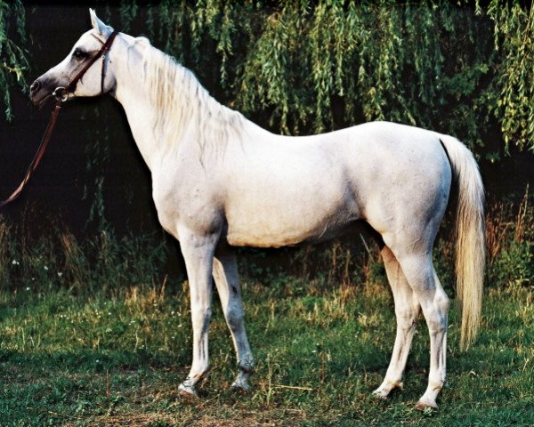 horse Pamir ox (Arabian thoroughbred, 1990, from Penthagonn ox)