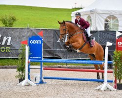 Springpferd Hella Easy (Slowakisches Warmblut, 2013, von Quadam)