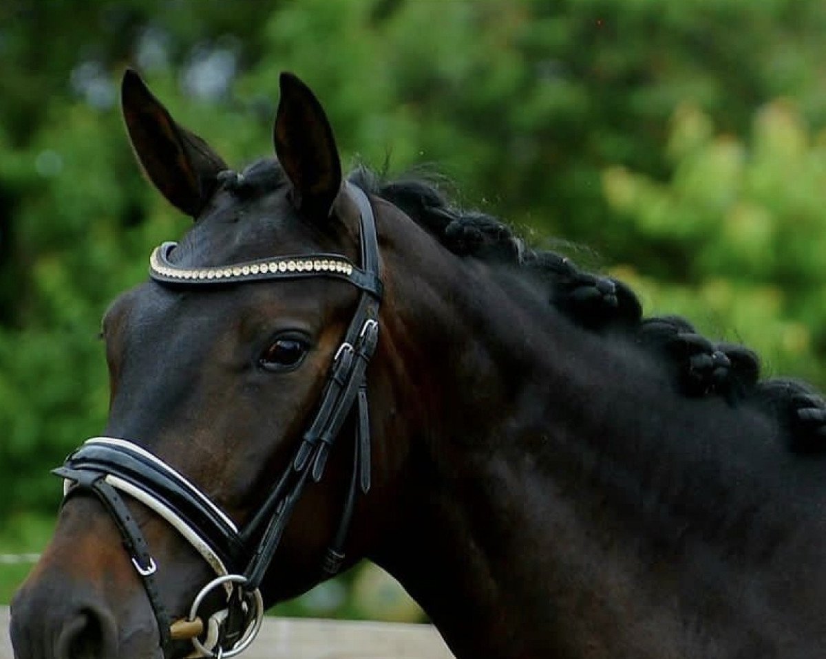 Dressurpferd Fabulous Fabiella (Hannoveraner, 2015, von Finest)