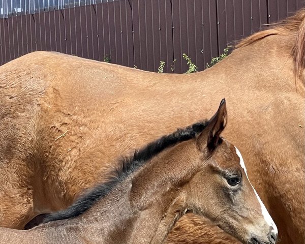 dressage horse Sulola Jane (Oldenburg, 2021, from Sir Donnerhall I)