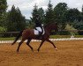 dressage horse Double Up 3 (Hanoverian, 2012, from De Niro)