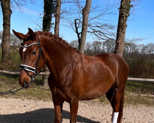 dressage horse Fantastic Toffy (Hanoverian, 2018, from Floris Prince)