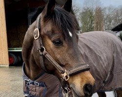 jumper Wellness (German Riding Pony, 2006, from Welcome Sharan II)