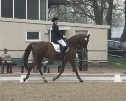 dressage horse Filmreif W (Rhinelander, 1999, from Florestan I)