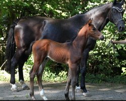 jumper Controversial TM (Oldenburg show jumper, 2022, from Conthalou)