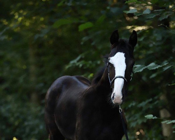 dressage horse Silbermond (Austrian Warmblood, 2022, from Sir Bedo)