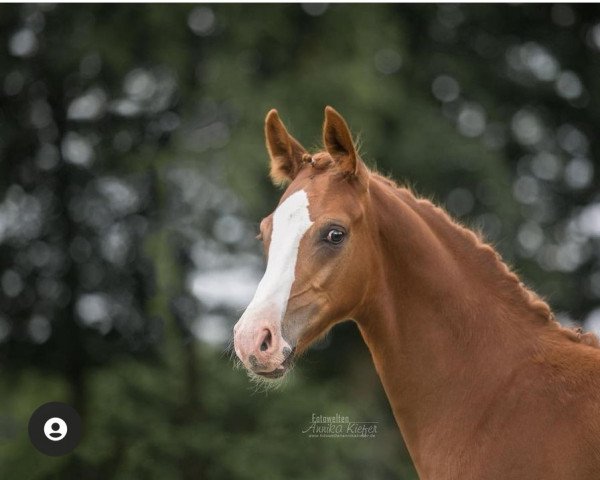 jumper Heinzelmanns Hicks (German Sport Horse, 2021, from Hickstead Blue)