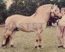 stallion Solhems Pontus (Fjord Horse, 1977, from Vilgot 60 SWE)