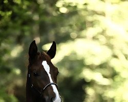 dressage horse Felino LB (Austrian Warmblood, 2022, from Filou 2146)