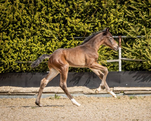 jumper Heinzelmanns Hokuspokus (German Sport Horse, 2022, from Hickstead Blue)