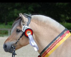 stallion Viking (Fjord Horse, 2014, from Vacceur)