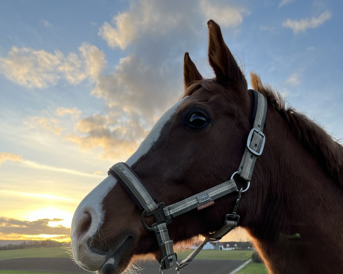 dressage horse Fiona 618 (Arabian, 2010, from Gzhat ox)
