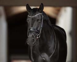 dressage horse Ferris De Luxe R (German Riding Pony, 2009, from Noir de Luxe)