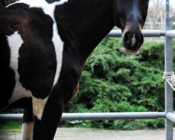 Springpferd Colourful Colin (Hessisches Warmblut, 2000, von Cheyenne)