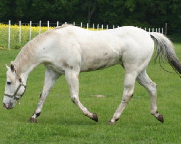 stallion Mr. Zippo Scotch Bar (Appaloosa, 1997, from Zippos Scotch Bar)